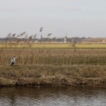 Windmill 'Hoog- en Groenland' from 1680, heron of recent vintage Windmill 'Hoog- en Groenland' from 1680, heron of recent vintage